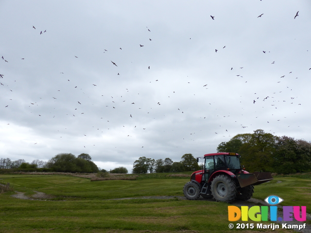 FZ015270 It's feeding time for the Red kites (Milvus milvus)